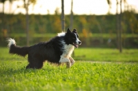Picture of black and white border collie running free in a park