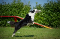 Picture of black and white border collie jumping to catch frisbee 