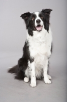 Picture of black and white Border Collie on grey background