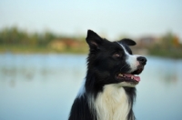 Picture of black and white border collie sitting in front of a lake
