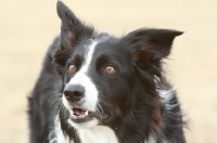 Picture of black and white Border Collie portrait