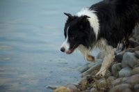 Picture of black and white border collie walking on the lake shore