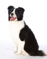 Picture of black and white Border Collie