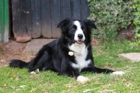 Picture of black and white Border Collie
