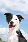 Picture of black and white Border Collie