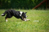 Picture of black and white border playing with frisbee