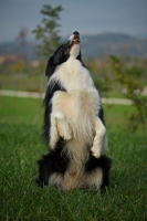 Picture of black and white border standing on hind legs