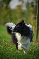 Picture of black and white border walking in the grass and looking aside