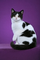 Picture of black and white British Shorthair