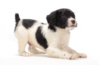 Picture of black and white Brittany puppy on white background
