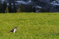 Picture of black and white cat in field