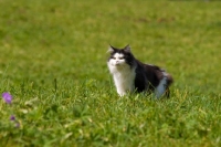Picture of black and white cat in grass