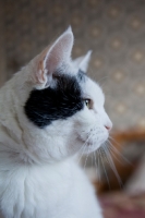 Picture of black and white cat in profile with patterned blurred background