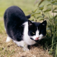 Picture of black and white cat licking her lips