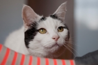 Picture of black and white cat looking up