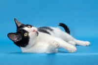 Picture of black and white cat lying down