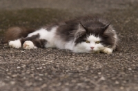 Picture of black and white cat lying on road