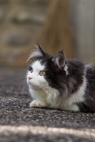 Picture of black and white cat lying on road