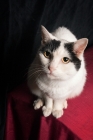 Picture of black and white cat on red blanket looking up