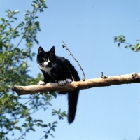Picture of black and white cat perched on a branch