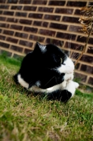 Picture of black and white cat playing in garden