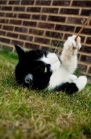 Picture of black and white cat playing