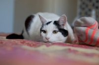 Picture of black and white cat ready to pounce