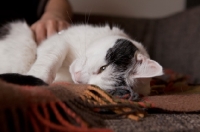 Picture of black and white cat rolling over and being stroked on belly