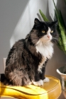 Picture of Black and white cat sitting on yellow stool