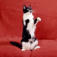 Picture of black and white cat sitting up