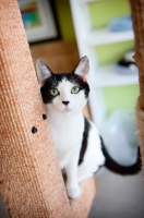 Picture of black and white cat sitting