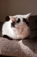 Picture of black and white cat sleeping on sofa