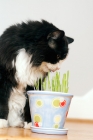 Picture of black and white cat sniffing potted plant 