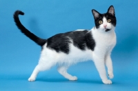 Picture of black and white cat standing, tail up
