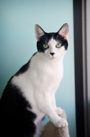 Picture of black and white cat standing