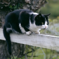 Picture of black and white cat watching from a fence rail