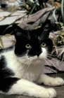 Picture of black and white cat