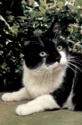 Picture of black and white cat