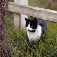 Picture of black and white cat