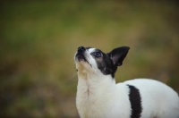 Picture of Black and white Chihuahua looking up.