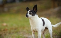 Picture of Black and white Chihuahua.