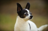 Picture of Black and white Chihuahua.