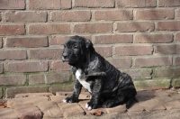 Picture of black and white Cimarron Uruquayo puppy sitting on pavement