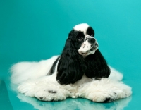 Picture of black and white Cocker Spaniel resting on blue background