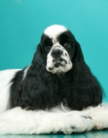 Picture of black and white Cocker Spaniel on blue background