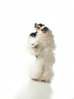 Picture of black and white Cocker Spaniel jumping up