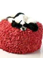 Picture of black and white Cocker Spaniel resting