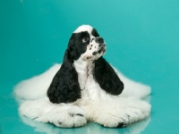 Picture of black and white Cocker Spaniel