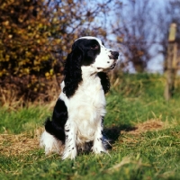 Picture of black and white cocker spaniel