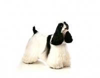 Picture of black and white Cocker Spaniel standing on white background